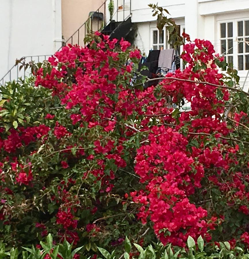 Flores Lisbon Luaran gambar
